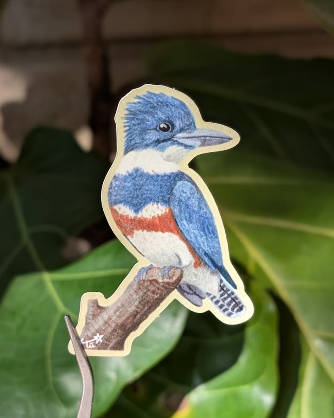 Belted Kingfisher Sticker