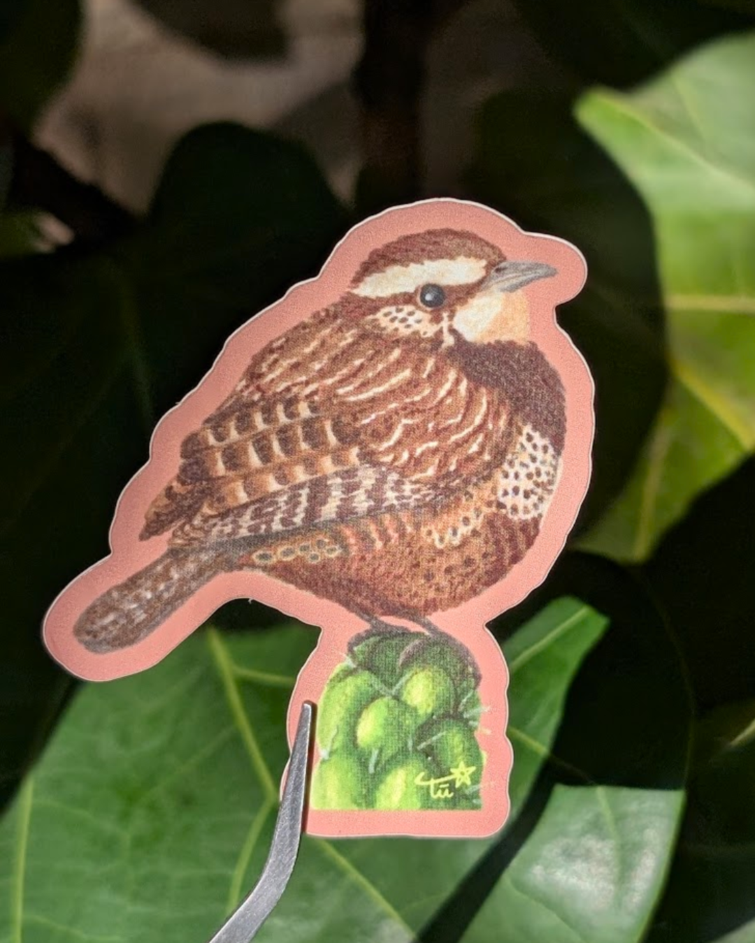 Cactus Wren Sticker