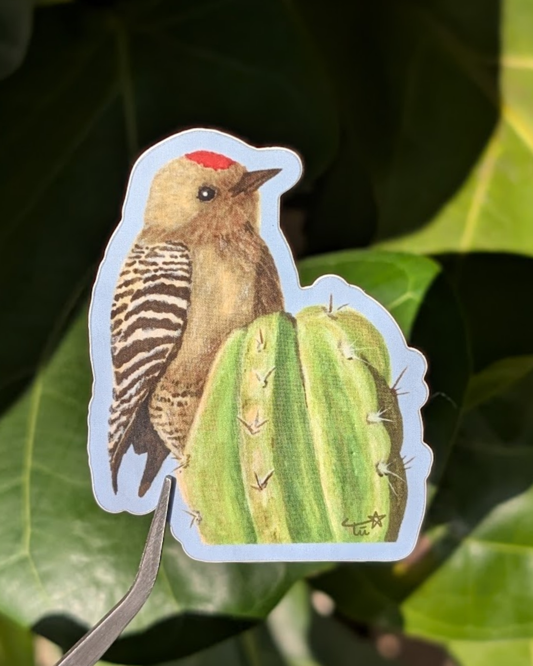 Gila Woodpecker Sticker