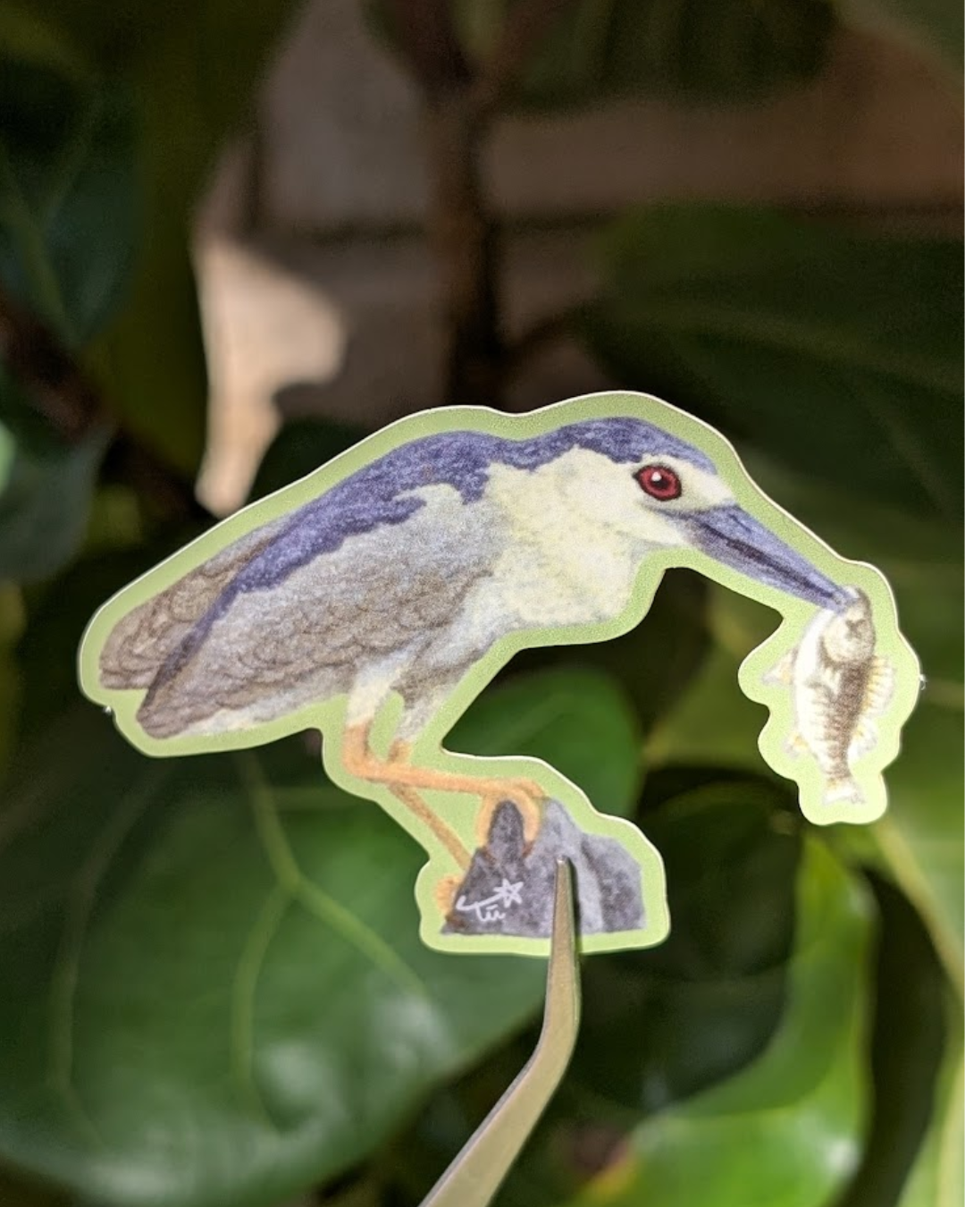 Black-Crowned Night Heron Sticker