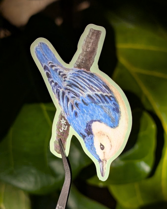 White-Breasted Nuthatch Sticker