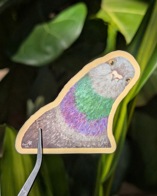 Rock Pigeon Sticker