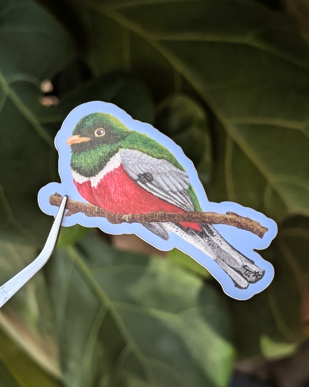 Elegant Trogon Sticker